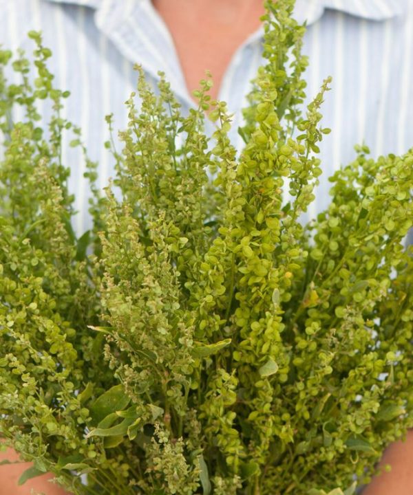 Green Plume - Atriplex Seed