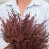 Red Plume - Atriplex Seed