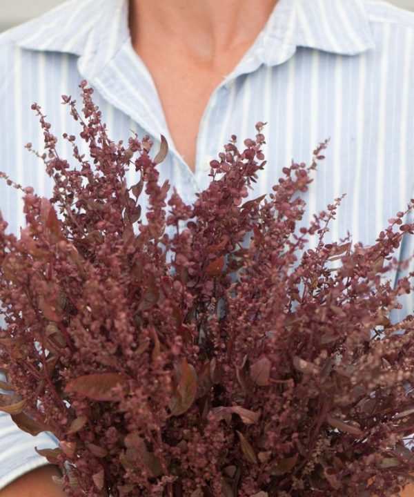 Red Plume - Atriplex Seed
