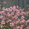 Pink Beauty - Saponaria Seed