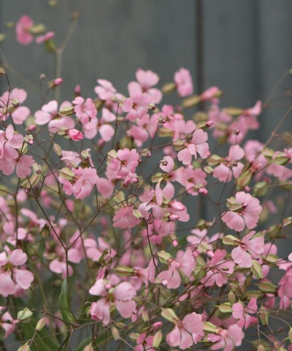 Pink Beauty - Saponaria Seed