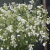 White Beauty - Saponaria Seed