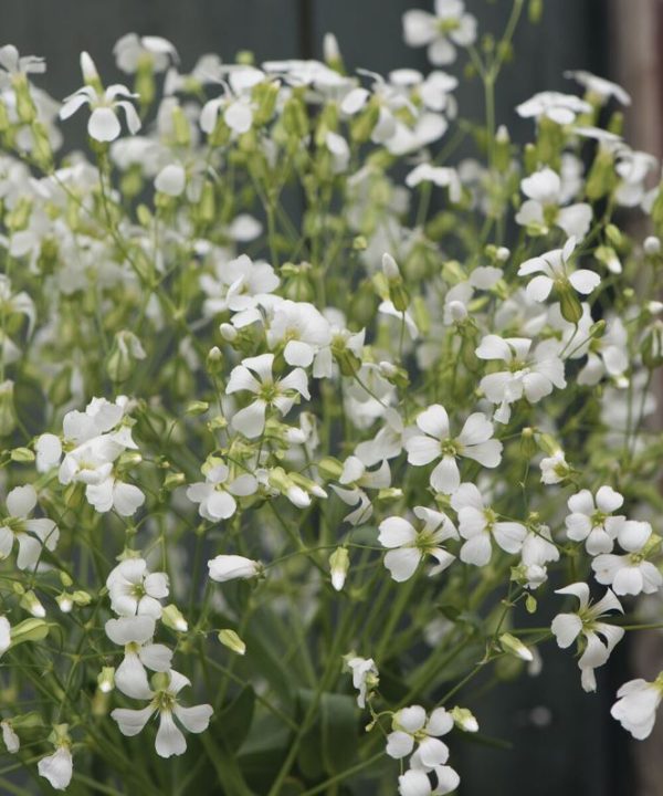 White Beauty - Saponaria Seed