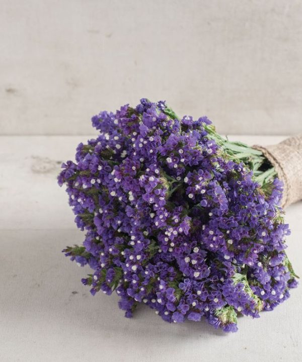 Seeker Blue - Statice Seed