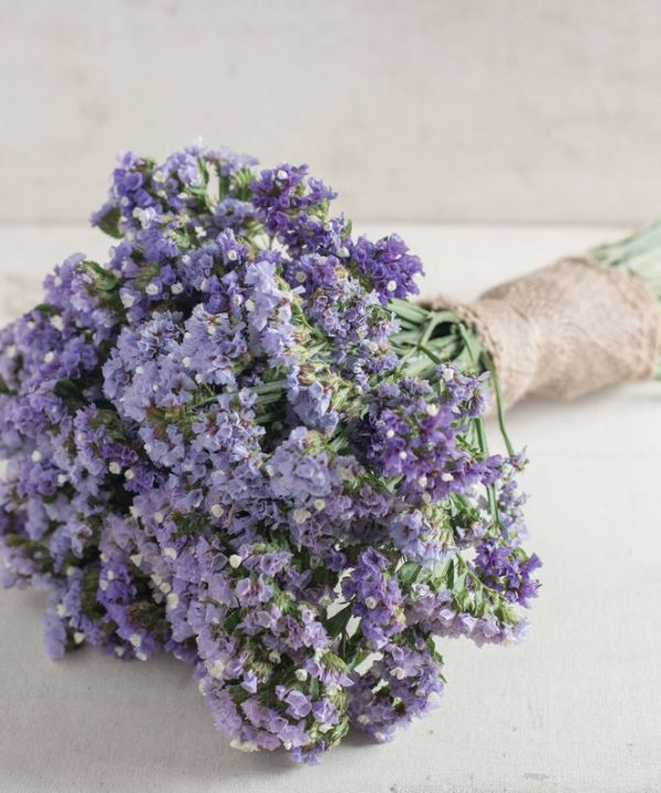 Seeker Pastel Blue - Statice Seed