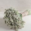 Seeker White - Statice Seed