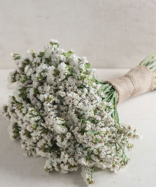 Seeker White - Statice Seed
