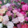 Chabaud Picotee Double Mix - Dianthus Seed