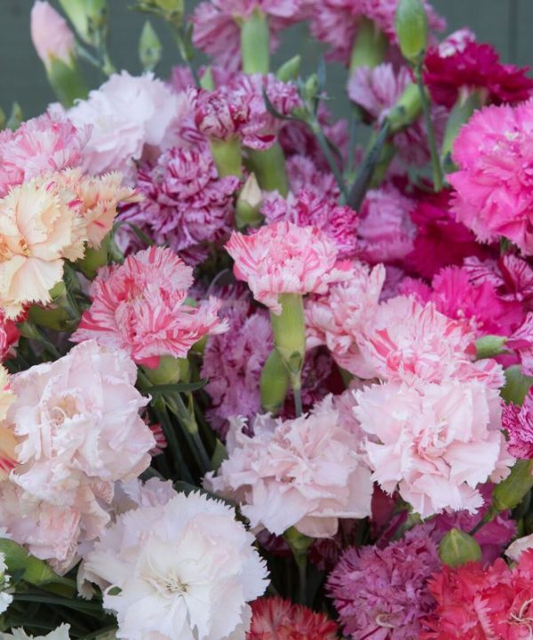 Chabaud Picotee Double Mix - Dianthus Seed