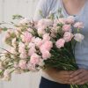 Chabaud La France - Dianthus Seed