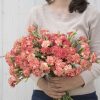 Chabaud Orange Sherbet - Dianthus Seed