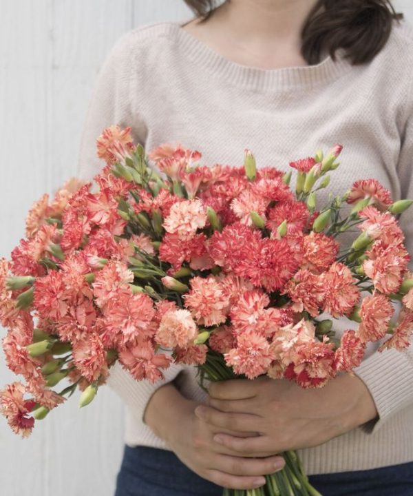 Chabaud Orange Sherbet - Dianthus Seed