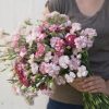 Chabaud Benigna - Dianthus Seed
