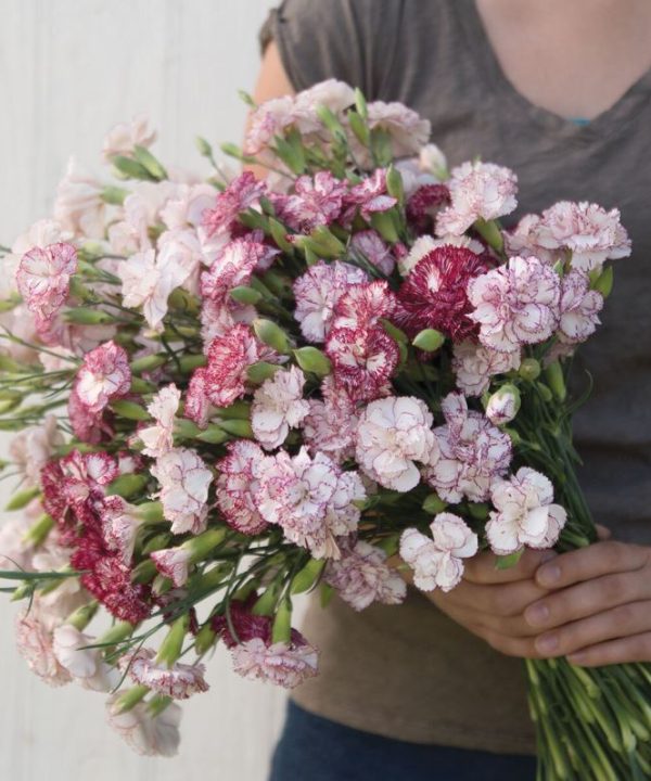 Chabaud Benigna - Dianthus Seed