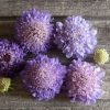 Oxford Blue - Scabiosa Seed