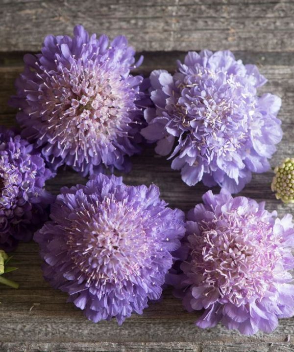 Oxford Blue - Scabiosa Seed