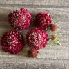 Fire King - Scabiosa Seed