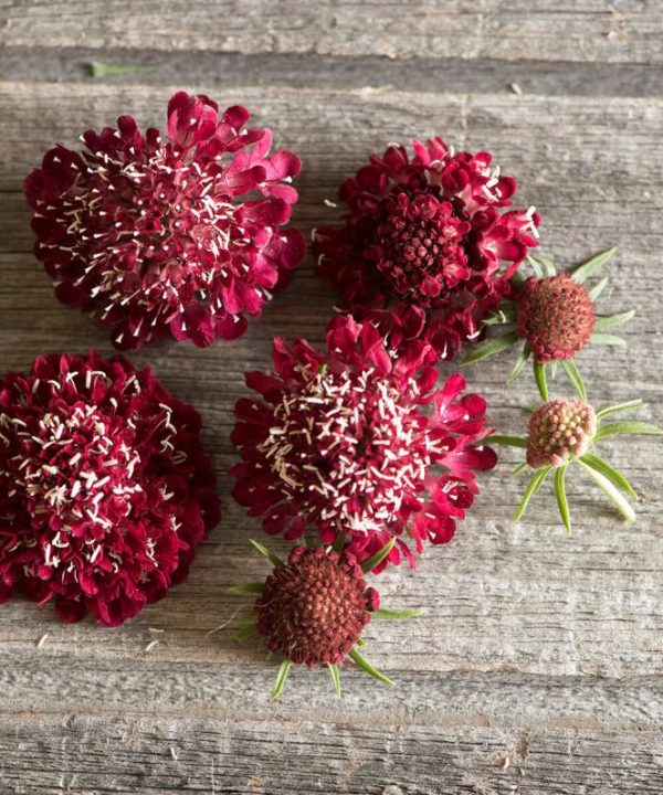Fire King - Scabiosa Seed