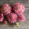 Salmon Rose - Scabiosa Seed
