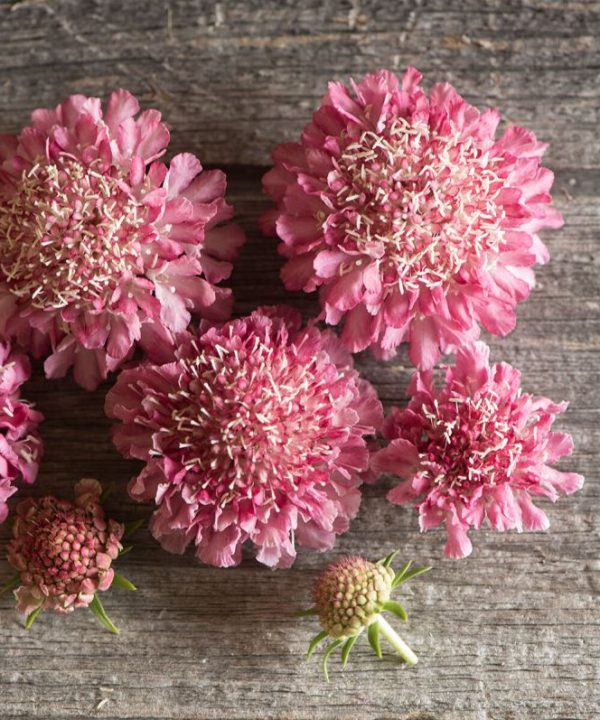 Salmon Rose - Scabiosa Seed