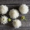 Snowmaiden - Scabiosa Seed