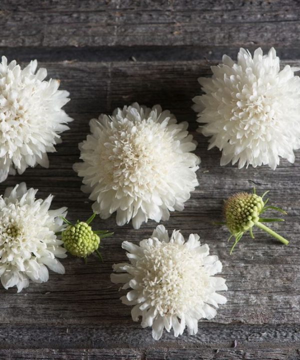 Snowmaiden - Scabiosa Seed
