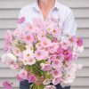 Cupcakes Mix - Cosmos Seed