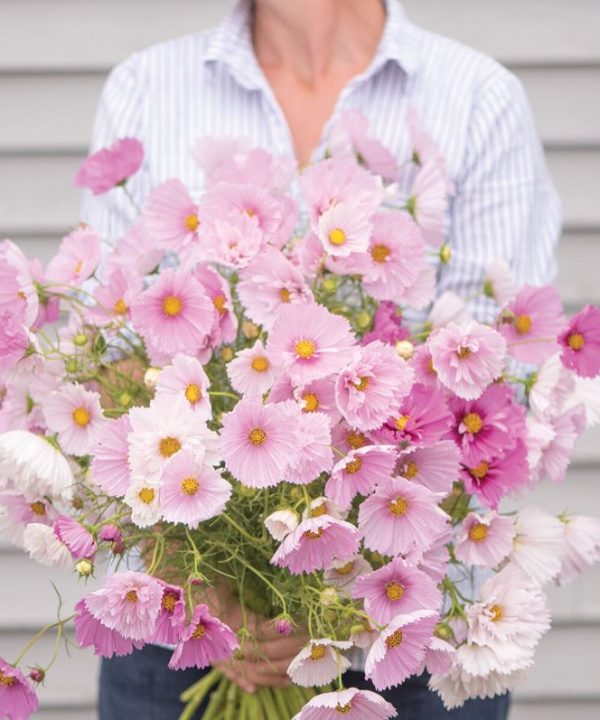 Cupcakes Mix - Cosmos Seed