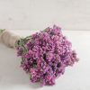 Seeker Rose Shades - Statice Seed