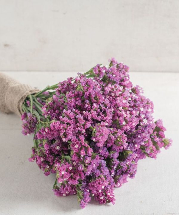 Seeker Rose Shades - Statice Seed