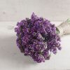 Seeker Purple - Statice Seed