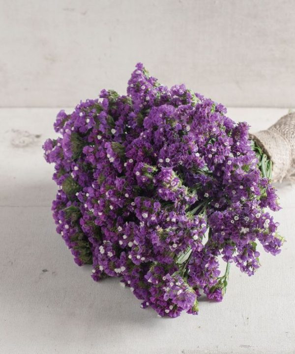 Seeker Purple - Statice Seed