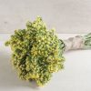 Seeker Light Yellow - Statice Seed