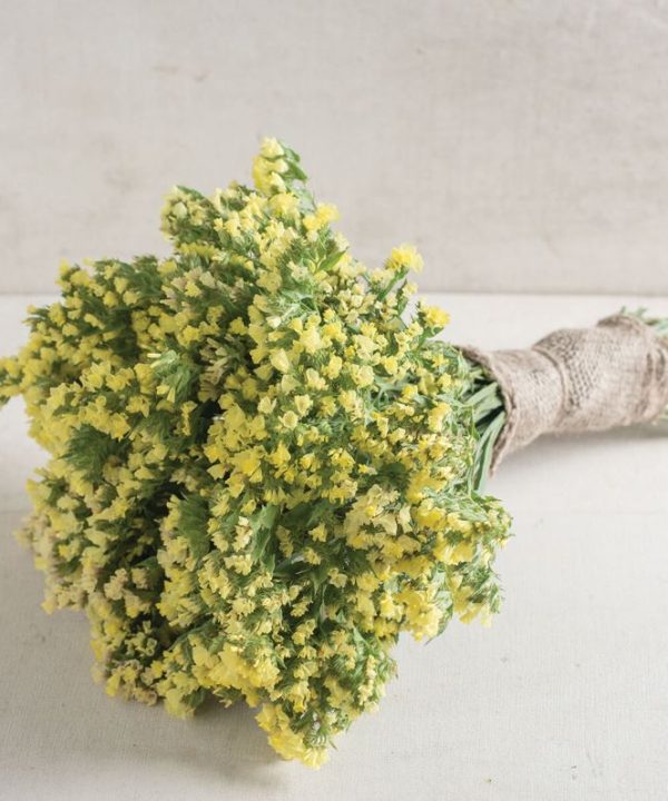 Seeker Light Yellow - Statice Seed
