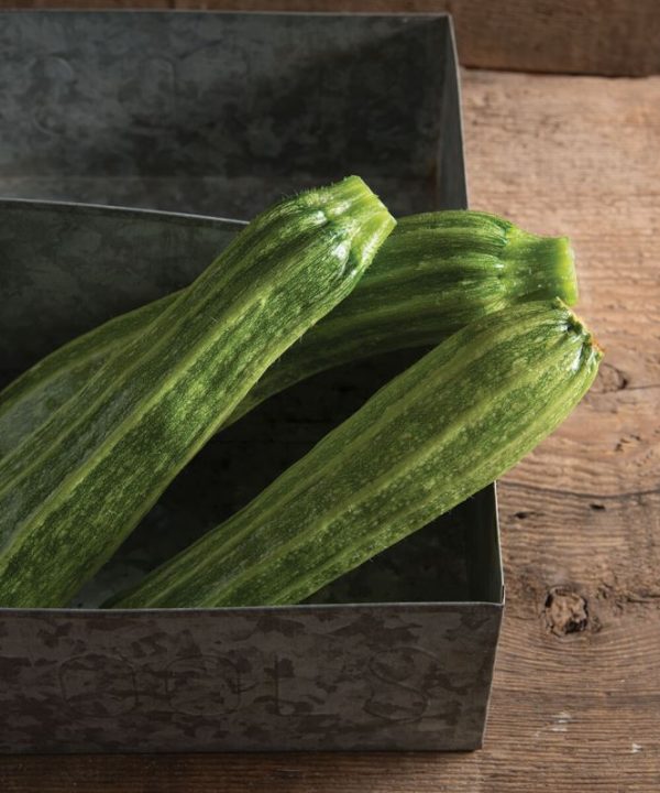 Flaminio - (F1) Zucchini Squash Seed