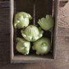 Jaune et Verte - Organic Patty Pan Squash Seed