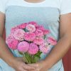 Oklahoma Pink - Zinnia Seed