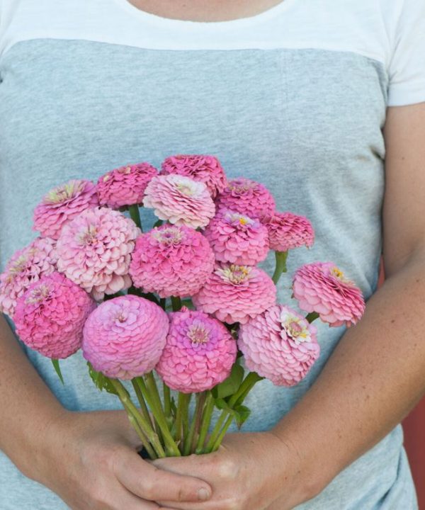 Oklahoma Pink - Zinnia Seed