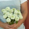 Oklahoma White - Zinnia Seed
