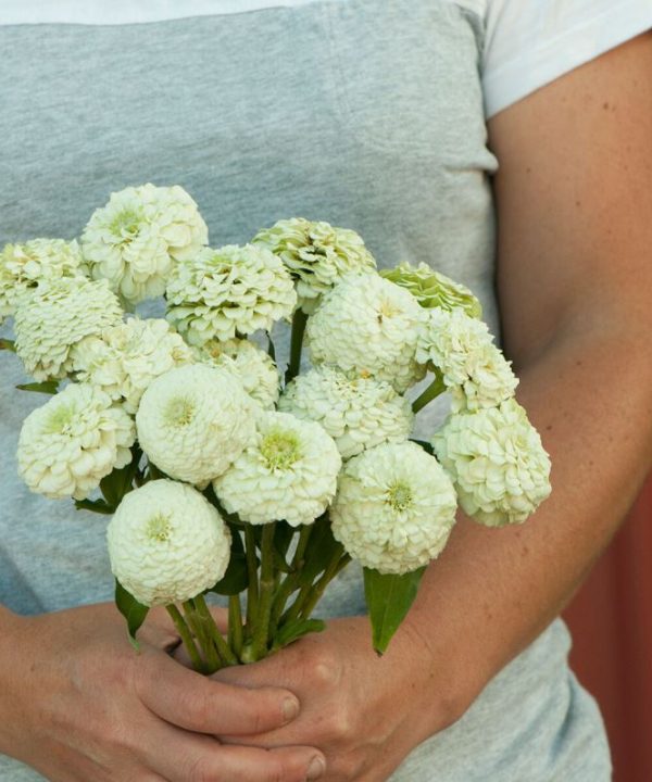 Oklahoma White - Zinnia Seed