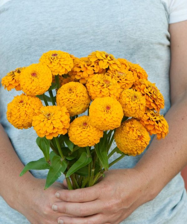 Oklahoma Golden Yellow - Zinnia Seed
