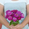 Oklahoma Carmine - Zinnia Seed