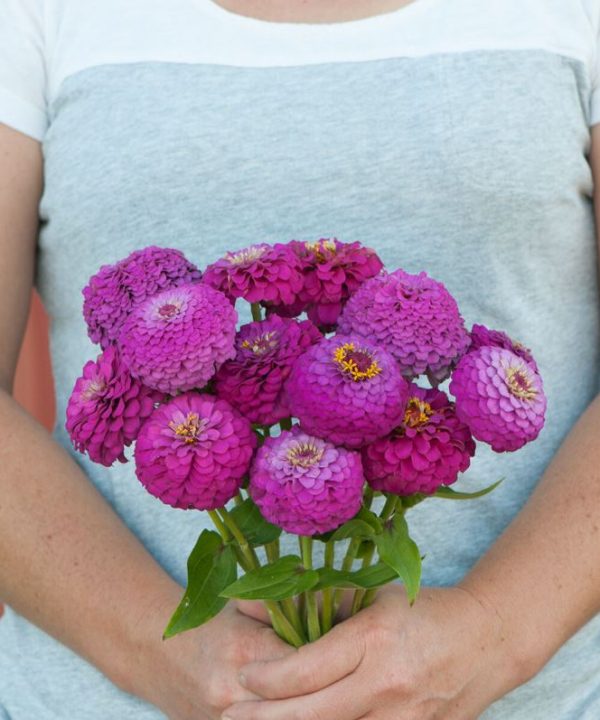 Oklahoma Carmine - Zinnia Seed