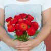 Oklahoma Scarlet - Zinnia Seed