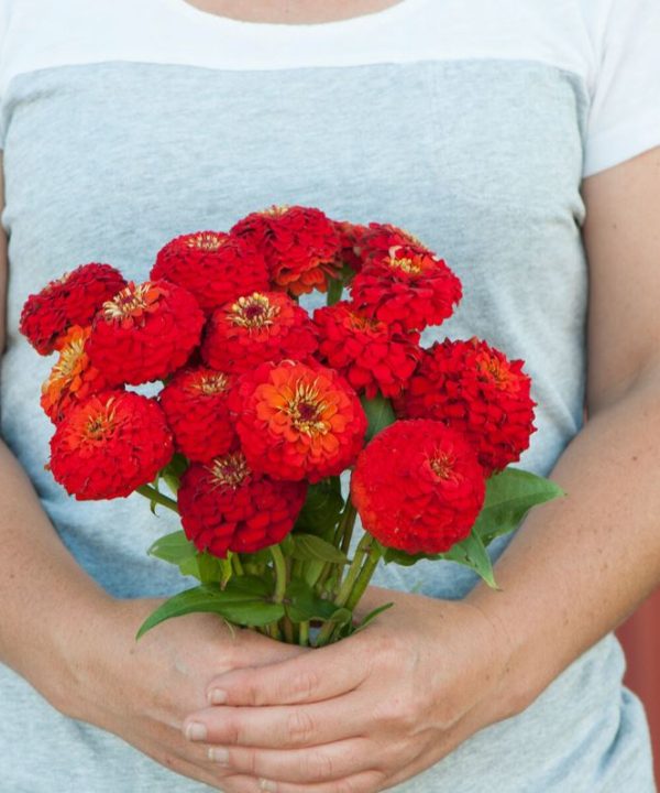 Oklahoma Scarlet - Zinnia Seed