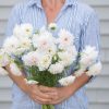 Double Click Snow Puff - Cosmos Seed