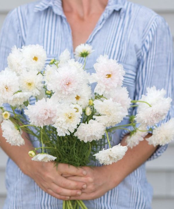 Double Click Snow Puff - Cosmos Seed