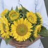 Sunrich Lime - (F1) Sunflower Seed