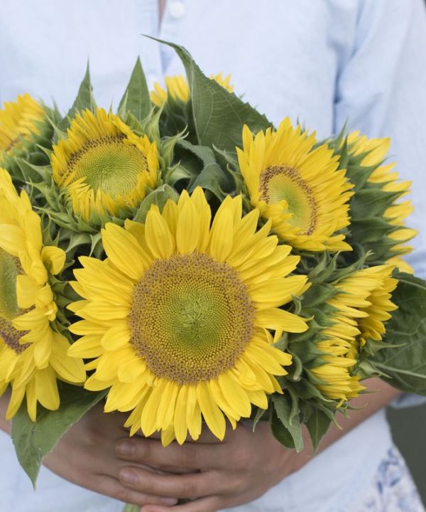 Sunrich Lime - (F1) Sunflower Seed