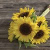 Sunrich Limoncello Summer Sunflower Seed